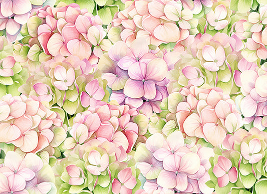 Hydrangea in Pink